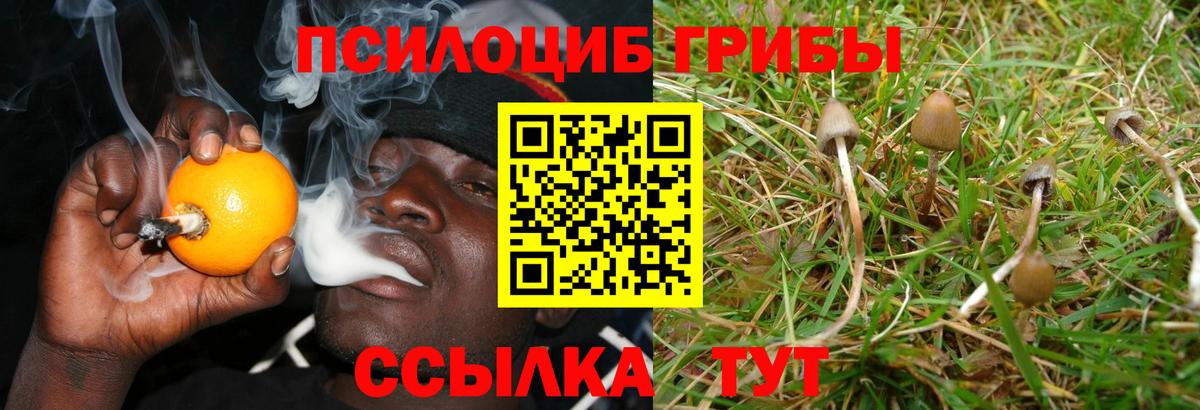 Галлюциногенные грибы мицелий Александров